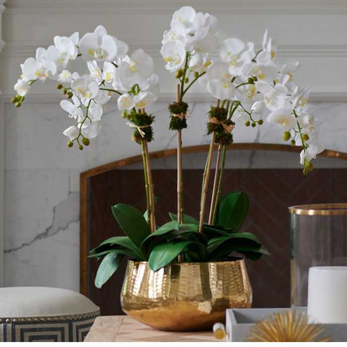 Plantas y flores en casa: Ideales para lograr elegancia y confort